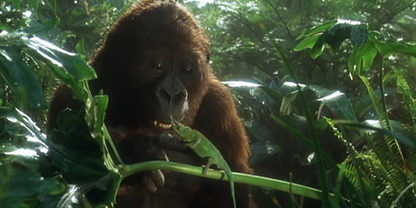 600px x 300px - The Cinematic Animal: Congo (Frank Marshall, 1995) â€“ The Big Picture  Magazine